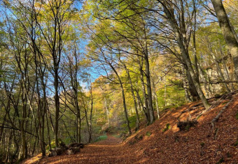 Boswandeling met herfstbladeren en groene bomen bij Resort Echternacherbrück 1 in Duitsland.