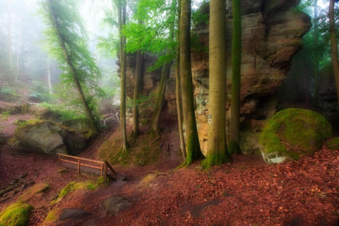 Forêt brumeuse avec de grands arbres, des rochers couverts de mousse et un petit pont en bois.