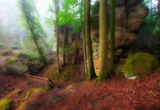 Forêt brumeuse avec de grands arbres, des rochers couverts de mousse et un petit pont en bois.