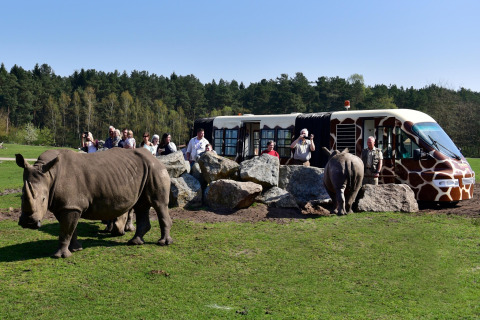 Tourists in a safari bus view rhinos up close among rocks in a wildlife park with forest in the background.