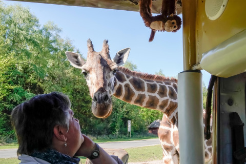 A giraffe peers curiously into a safari tent, as a person inside looks up in awe at the animal.