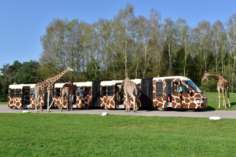 Several giraffes stand next to a safari bus painted with giraffe patterns in a grassy, wooded park.