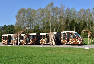 Several giraffes stand next to a safari bus painted with giraffe patterns in a grassy, wooded park.