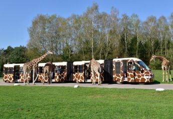 Varios jirafas rodean un autobús de safari decorado con patrones de jirafa en un parque verde.