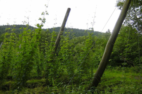 Afbeelding van hoge groene planten en houten palen vlak bij een safaritent in een groene omgeving.