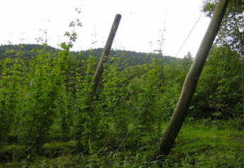 Foto van hoge groene planten en houten palen bij een safaritent in een weelderige groene omgeving.