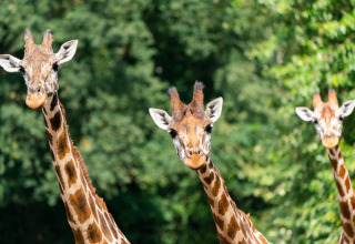 Three giraffes stand alert in greenery at the safari tent Tongasoa-Lodges 4 Personen in Germany.