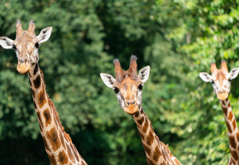 Tres jirafas posan entre vegetación cerca del safari Tongasoa-Lodges 4 Personen en Alemania.