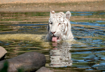 Una tigre bianca nuota con la lingua fuori nell’acqua a Tongasoa-Lodges 4 Personen in Germania.