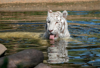 A white tiger swims with its tongue out in water at Tongasoa-Lodges 4 Personen in Germany.