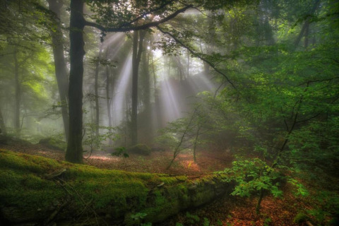 Rayons de soleil filtrant à travers les arbres dans une forêt verdoyante avec sol moussu et feuillage dense.