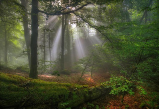 Zonnestralen vallen door het bladerdak in een dichtbegroeid, groen bos met mos en fris loof.