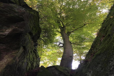 Arbre poussant entre des falaises moussues au Resort Echternacherbrück 1 en Allemagne, vu d’en bas.