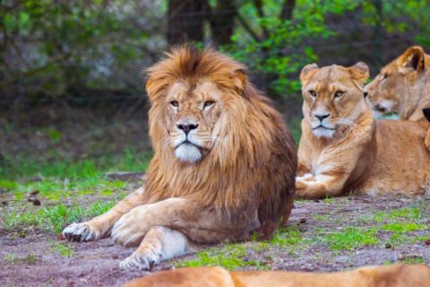 A male lion with a mane rests on the ground with lionesses nearby, captured at a safari tent setting.