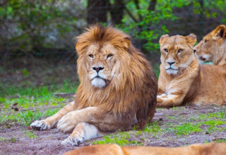 A male lion with a mane rests on the ground with lionesses nearby, captured at a safari tent setting.
