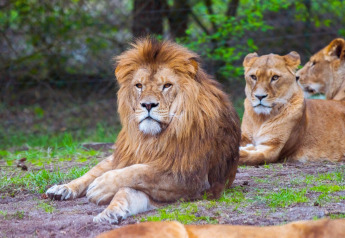 Un león macho con melena descansa en el suelo junto a leonas, fotografiado en un campamento safari.