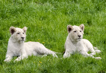 Twee witte leeuwenwelpen rusten op het groene gras in een safaritent, genietend van de natuur.