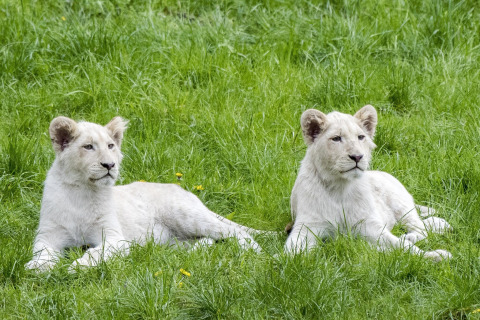 Two white lion cubs relaxing on green grass in a safari tent area, peacefully enjoying the day.