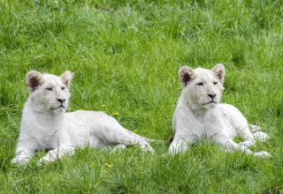 Two white lion cubs relaxing on green grass in a safari tent area, peacefully enjoying the day.
