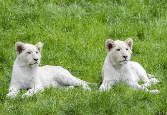 Dos cachorros de león blanco descansan sobre la hierba verde en un área de tienda de safari.