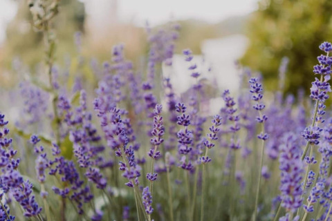 Fleurs de lavande en pleine floraison près d'une tente safari, photographiées sous un ciel ensoleillé.