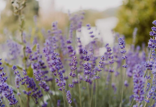 Bloeiende lavendel bij een safaritent op een zonnige dag, met een mooie vervaagde achtergrond.