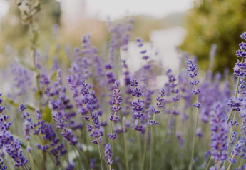 Bloeiende lavendelbloemen naast een safaritent op een zonnige dag, met een vervaagde achtergrond.