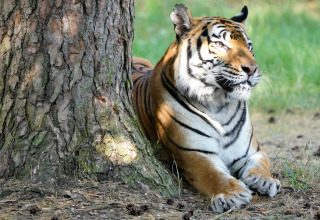 A tiger is resting peacefully beside a tree, basking in sunlight, photo taken near a safari tent.