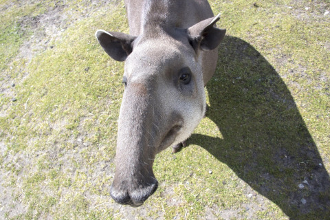 A tapir with its distinctive snout stands on grassy ground near a safari tent, looking at the camera.
