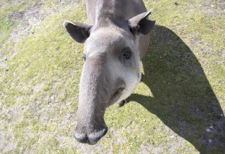 A tapir with its distinctive snout stands on grassy ground near a safari tent, looking at the camera.