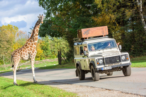 A giraffe stands near the road as a Land Rover with people inside drives by on a safari adventure.