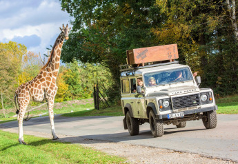 Una jirafa se encuentra junto a la carretera mientras un Land Rover con personas pasa en un safari.