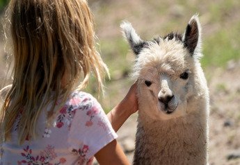Een kind aait een alpaca bij een safaritent, terwijl ze samen een rustig en zonnig moment beleven.