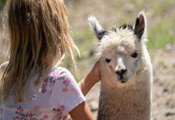 Un niño acaricia a una alpaca peluda al aire libre cerca de una tienda safari, ambos parecen felices.