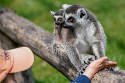A baby and adult lemur sit on a log while a person extends a hand, taken at a safari tent location.