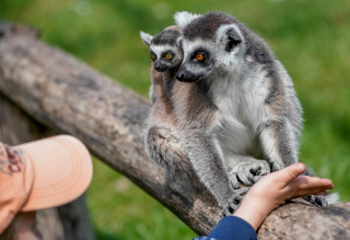 A baby and adult lemur sit on a log while a person extends a hand, taken at a safari tent location.