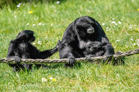 Three black monkeys sit on grass holding a rope, one carrying a baby, outside a safari tent.