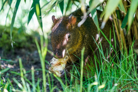 An agouti eating food while hiding under lush plants, photographed at a safari tent in the wild.