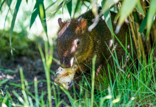 An agouti eating food while hiding under lush plants, photographed at a safari tent in the wild.