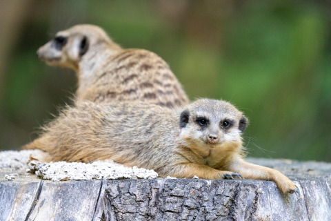 Two meerkats relaxing on a tree stump at the safari tent 'Tongasoa-Lodges 4 Personen' in Germany.