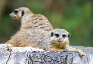 Two meerkats relaxing on a tree stump at the safari tent 'Tongasoa-Lodges 4 Personen' in Germany.