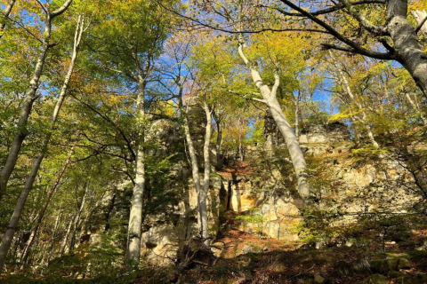 Forêt ensoleillée avec grands arbres et falaises rocheuses près du Resort Echternacherbrück 2 en Allemagne.