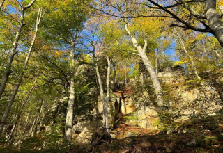 Forêt ensoleillée avec grands arbres et falaises rocheuses près du Resort Echternacherbrück 2 en Allemagne.