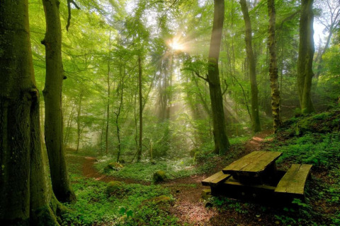 Zonnestralen schijnen door een dicht bos bij een picknickbank aan Resort «Echternacherbrück 2» in Duitsland.