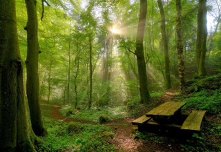 Zonnestralen schijnen door een dicht bos bij een picknickbank aan Resort «Echternacherbrück 2» in Duitsland.