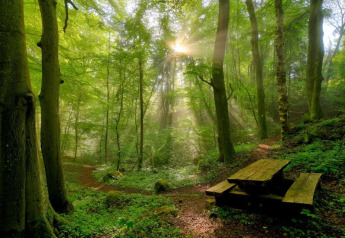 Zonnestralen door een groene bos bij een houten tafel bij Resort «Echternacherbrück 2» in Duitsland.
