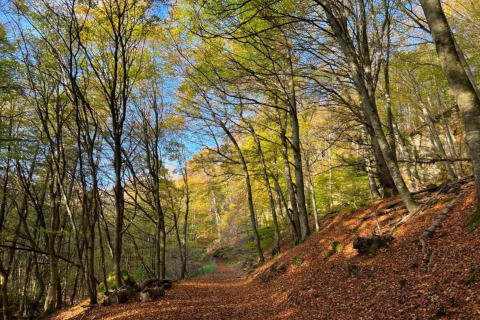 Bosrijk wandelpad met herfstbladeren bij Resort Echternacherbrück 2 in Duitsland.