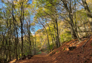 Sentier forestier ensoleillé couvert de feuilles d’automne à Resort Echternacherbrück 2 en Allemagne.