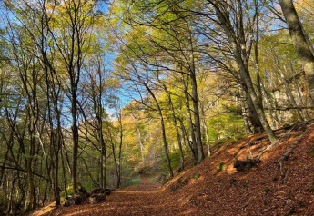 Bos met herfstbladeren en zonlicht bij Resort Echternacherbrück 2 in Duitsland.