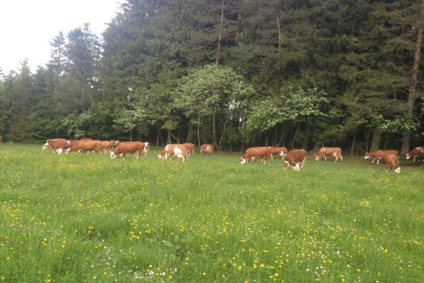 Cows grazing on a wildflower meadow near trees at Haus Wasser cabin in Germany.